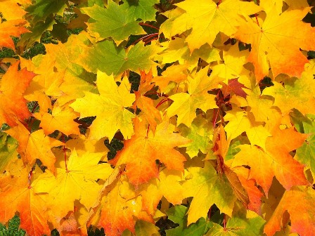 Nachhaltiger Herbst