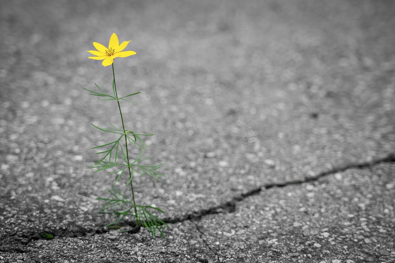 Asphalt Blume