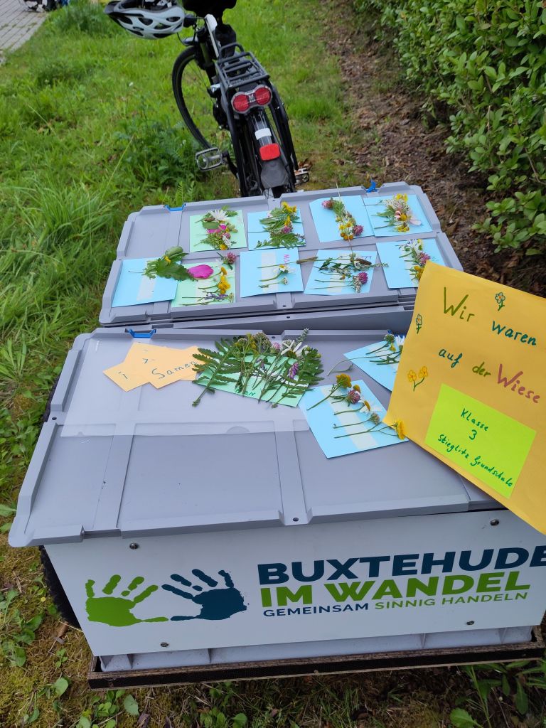 Wildwiesenerkundung mit Grundschülern