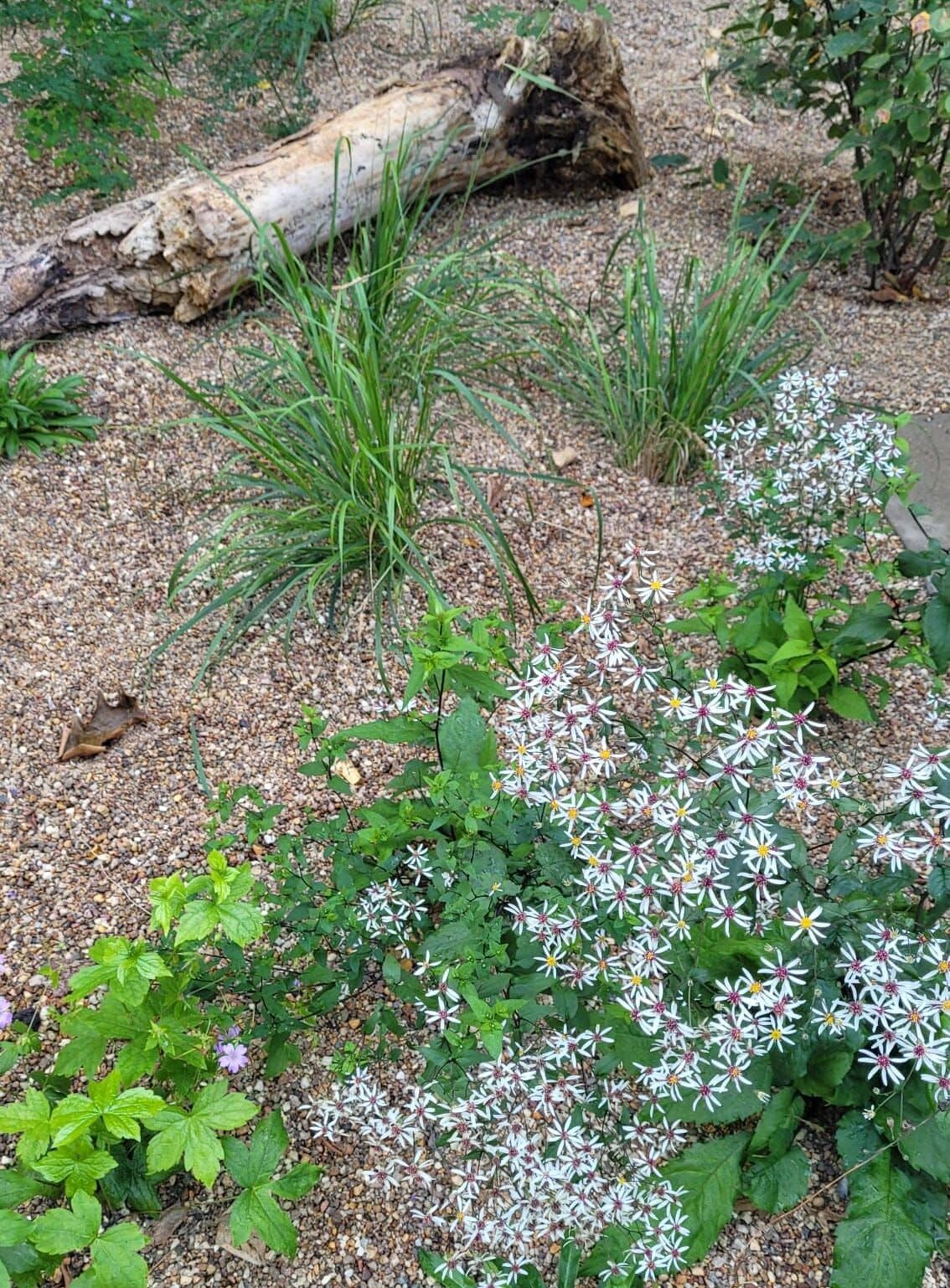 Schattengarten beim Stackmann Parkhaus