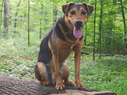 Hund im Wald