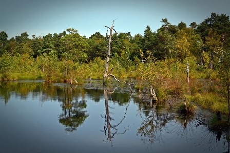 Moor