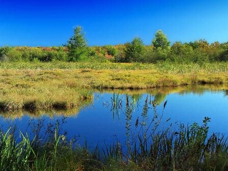 Moor