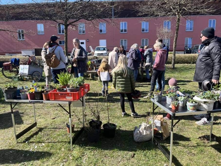 Pflanzentauschbörse im Gemeinschaftsgarten!
