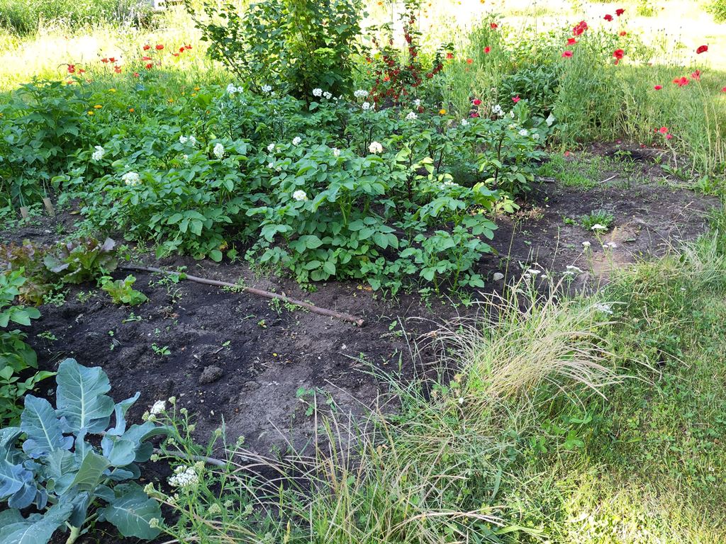 BNE-im-Gemeinschaftsgarten.2.jpg